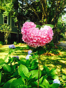 Meet your Posher, Marie